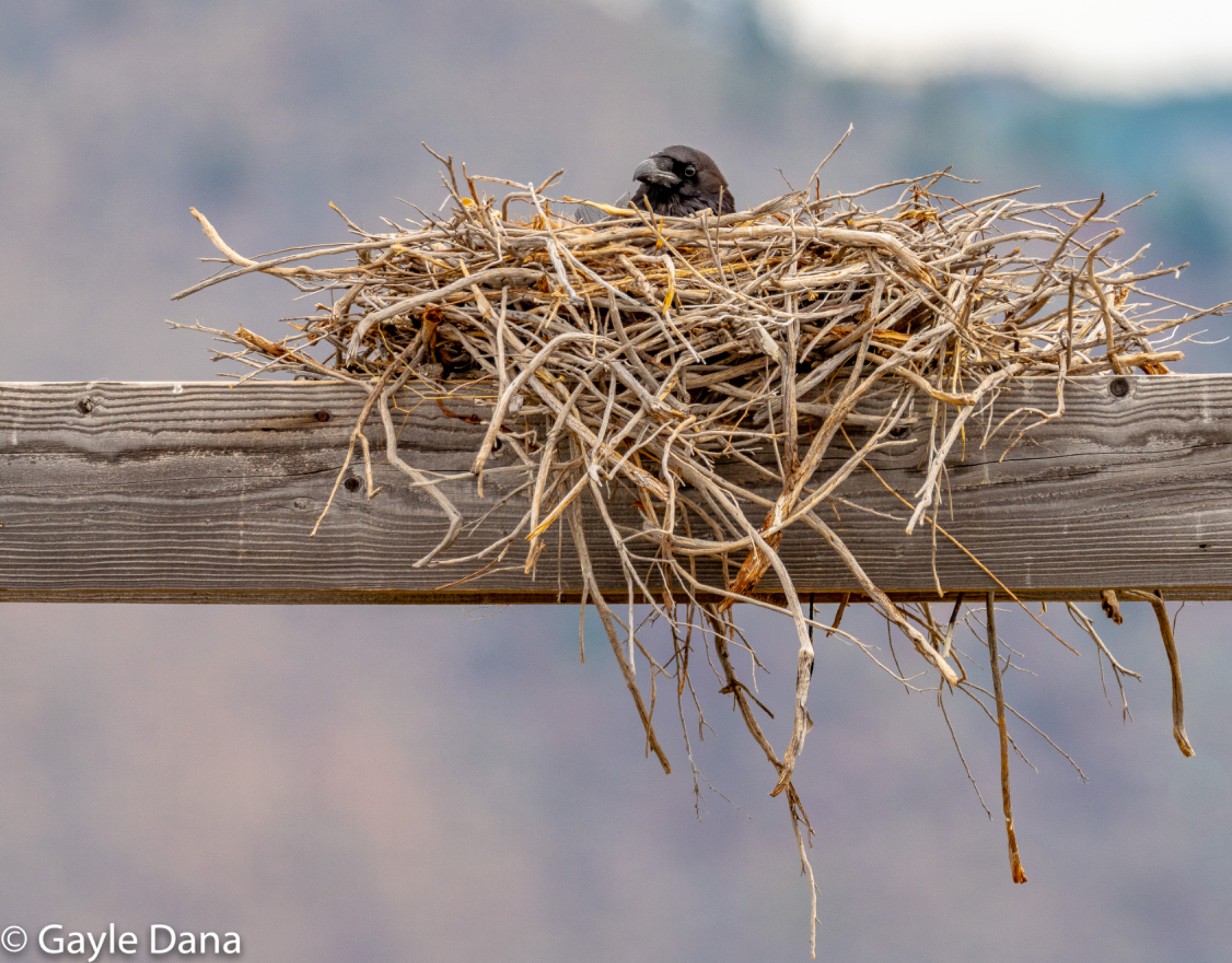 Raven in nest